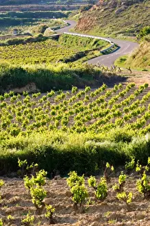 La Rioja Prints: Vineyards along the San Vicente to Banos de Ebro Road in the La Rioja Region of Spain