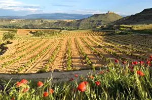 Vineyards along the San Vicente to Banos de Ebro Road in the La Rioja Region of Spain
