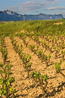 Images Dated 7th May 2006: Vineyards along the San Vicente to Banos de Ebro Road in the La Rioja Region of Spain