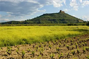 Images Dated 7th May 2006: Vineyards along the San Vicente to Banos de Ebro Road in the La Rioja Region of Spain