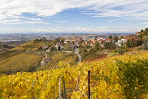 Quaint Prints: Vineyards, Treiso, nr Alba, Langhe, Piedmont (or Piemonte or Piedmonte), Italy