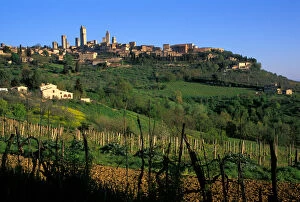 The vineyards of the Tuscan countryside, near San Gimignono Italy