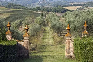 Images Dated 24th September 2010: Vineyards, Tuscany