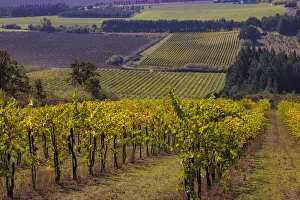 Mature Prints: Vineyards at Yamhill Valley Vineyards near McMinnville, Oregon, USA