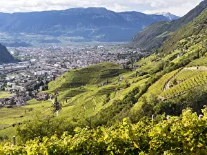Viniculture around Bozen (Bolzano) the capital of South Tyrol during autumn. Europe