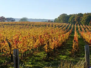 Transdanubia Prints: Viniculture near Koszeg in Western Transdanubia close to the Austrian border
