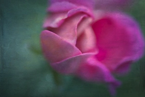 Geranium Prints: Vining Geranium Bud: Digatally Altered