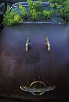 Cars Collection: Vintage Oldsmobile car in decay with vines growing in and around it
