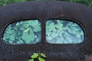 Vintage Oldsmobile car in decay with vines growing in and around it