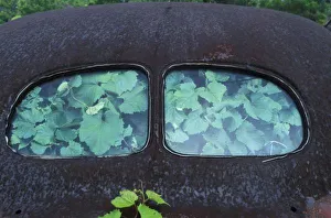 Cars Collection: Vintage Oldsmobile car in decay with vines growing in and around it