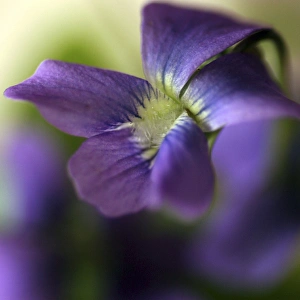 Images Dated 4th May 2006: Violet Closeup