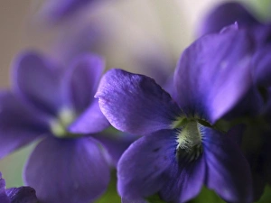 Images Dated 4th May 2006: Violet Closeup