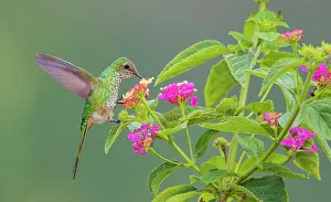 Hummingbird Prints: Violet-fronted brilliant (female) foraging on nectar in mountain forest of Peru