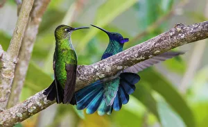 Confrontation Prints: Violet-fronted brilliant (female) and a sparkling violetear confront one another in the mountain forest of Peru