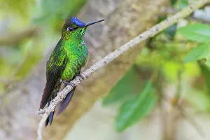Hummingbird Prints: Violet-fronted brilliant pauses for a rest in the mountain forest of Peru