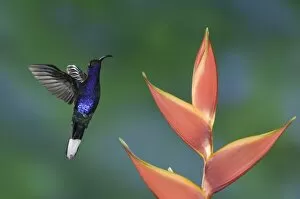 Images Dated 13th December 2006: Violet Sabrewing, Campylopterus hemileucurus, male in flight feeding on Heliconia flower