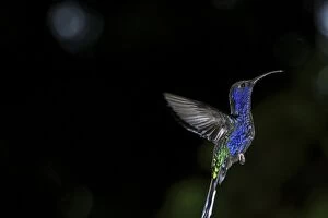 Images Dated 20th March 2007: Violet Sabrewing in flight (Campylopterus hemileucurus) Monteverde Cloud forest