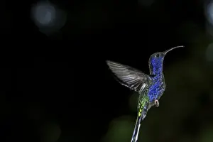 Humming Bird Prints: Violet Sabrewing in flight (Campylopterus hemileucurus) Monteverde Cloud forest