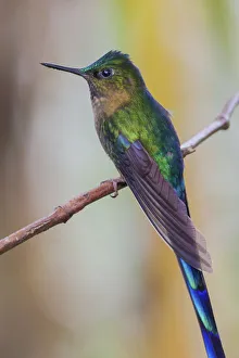 Images Dated 28th September 2018: Violet-tailed sylph