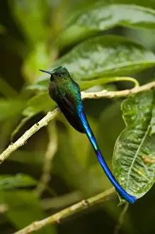 Violet-tailed Sylph (Aglaiocercus coelestis) Mindo Cloud Forest