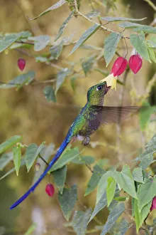 Prints of Violet-tailed sylph foraging Images Dated 2019 November: Violet-tailed sylph foraging