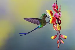 Cloud Forest Prints: Violet-tailed sylph, foraging on beautiful hanging blooms, cloud forest of Ecuador