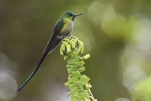 Images Dated 26th September 2018: Violet-tailed sylph hummingbird