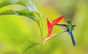 Cloud Forest Prints: Violet-tailed sylph, a vividly stunning hummingbird alighting on a heliconia leaf