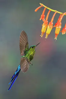 Cloud Forest Prints: Violet-tailed sylph, a vividly stunning hummingbird approaching wildflowers in the cloud forest of Ecuador