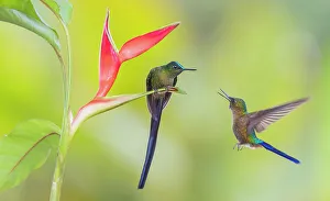 Cloud Forest Prints: Violet-tailed sylph, a vividly stunning hummingbird approaching wildflowers in the cloud forest of Ecuador
