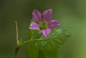 Violet Wildflower, Olympic National Park, Washington, US
