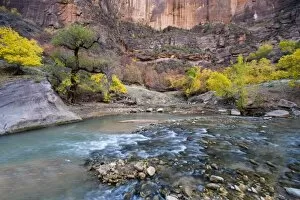 The Virgin River in autumn in Zion National Park in Utah