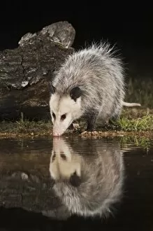 Images Dated 10th April 2006: Virginia Opossum, Didelphis virginiana, adult at night drinking, Uvalde County, Hill Country