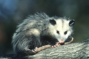 Virginia Opossum (Didelphis virginiana) juvenal in tree, Illinois
