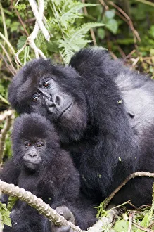 Images Dated 2nd April 2012: Virunga Mountains, Rwanda, Africa. Mountain Gorilla adult and young