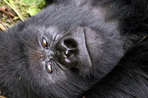 Rwanda Prints: Virunga Mountains, Rwanda, Africa. Mountain Gorilla