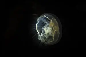 Jellyfish Prints: Visible bioluminescence shows this moon jellyfish clearly