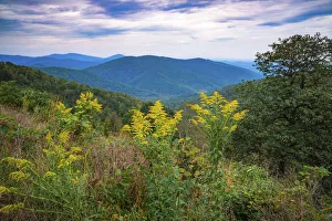 Vista with goldenrod, Shenandoah, Blue Ridge Parkway, Smoky Mountains, USA