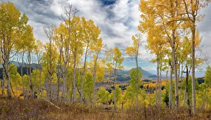 Images Dated 2023: Vistas show off miles of fall aspen forests, Colorado, Walden, USA