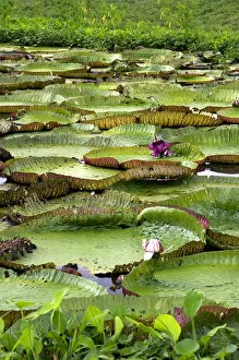 Images Dated 21st January 2007: Vitoria Regis, giant water lilies in the Amazon jungle near Manaus, Brazil