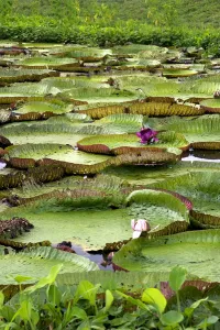 Amazonia Prints: Vitoria Regis, giant water lilies in the Amazon jungle near Manaus, Brazil