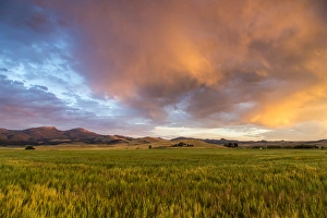Ennis Prints: Vivid sunrise clouds over mid-growth wheat field and the Tobacco Root Mountains near Ennis