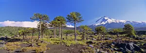 Volcan Llaima (3125m) with stand of Monkey Puzzle trees (Araucaria araucana)