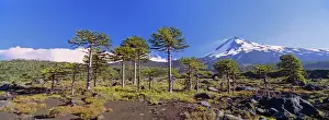 Active Prints: Volcan Llaima (3125m) with stand of Monkey Puzzle trees (Araucaria araucana)