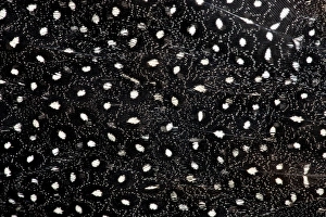 Natural Pattern Prints: Vulterine Guinea Fowl back feathers
