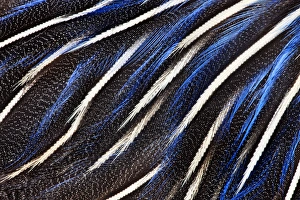 Natural Pattern Prints: Vulturine Guineafowl breast feathers