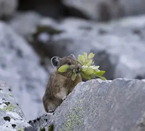 WA, Alpine Lakes Wilderness, American Pika (Ochotona princeps)