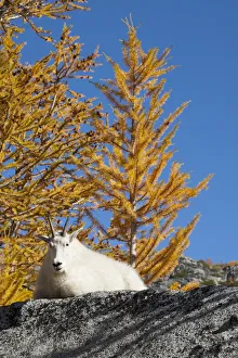 Images Dated 6th October 2010: WA, Alpine Lakes Wilderness, Enchantment Lakes, WA, Mountain Goat (Oreamnos americanus)