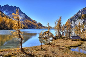 Images Dated 6th October 2010: WA, Alpine Lakes Wilderness, Enchantment Lakes, Golden Larch trees, along Perfection Lake