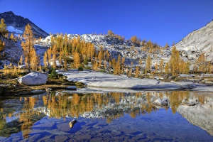 Images Dated 6th October 2010: WA, Alpine Lakes Wilderness, Enchantment Lakes, Golden Larch trees at Magic Meadow